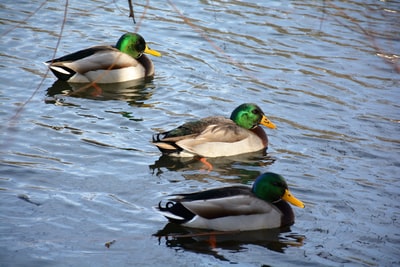 绿色和棕色的野鸭在水面上

